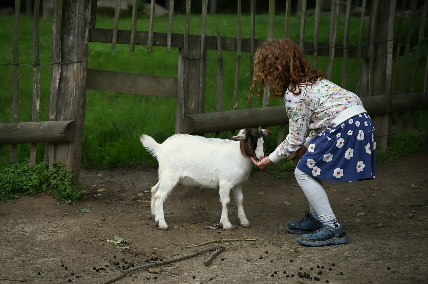 Reflexiones sencillas: lecciones de ternura que nos dan los animales