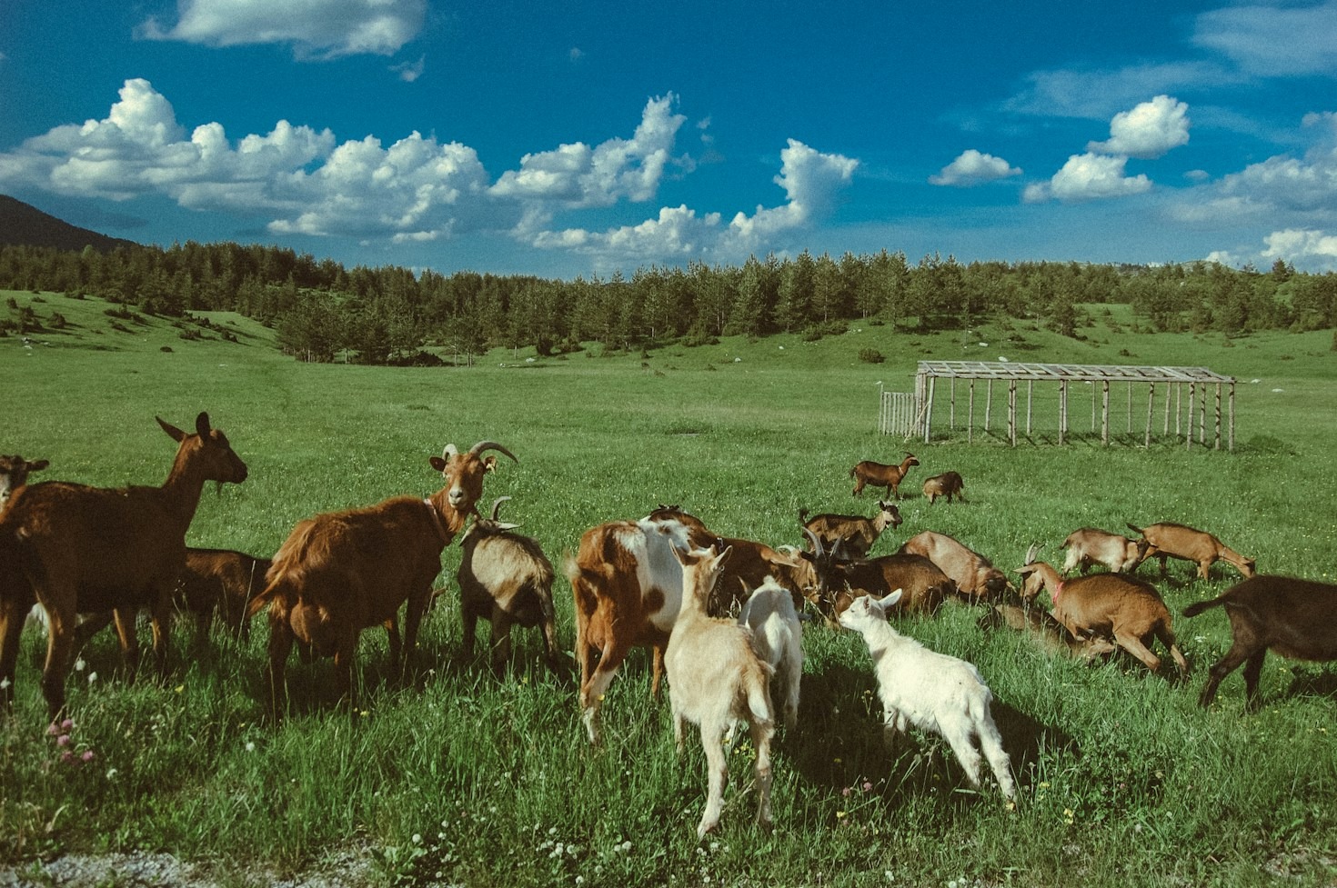 Cuidados básicos y cariño para mantener cabras felices y sanas