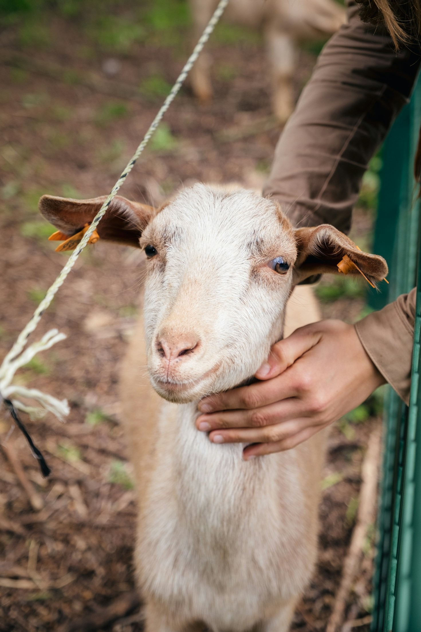 Cómo entender el lenguaje corporal y balidos de tus cabras