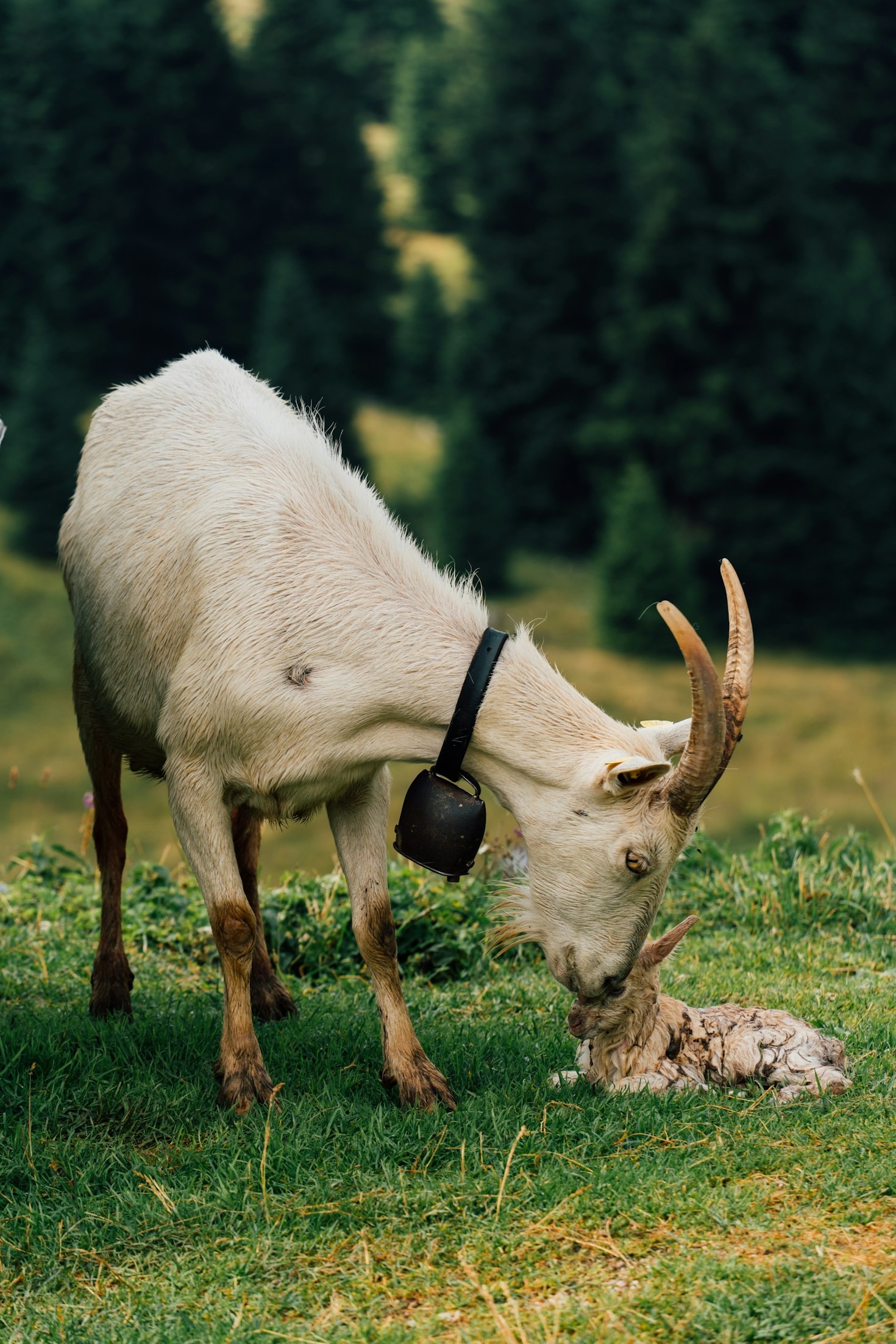 La nobleza caprina y su impacto en nuestra vida cotidiana